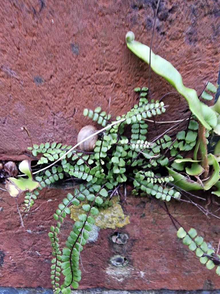 maidenhair-spleenwort-from-post-office-eastbourne-bn20-uk-on-18