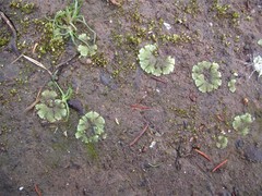Riccia crystallina