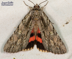 Catocala coccinata