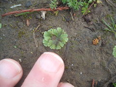 Riccia crystallina
