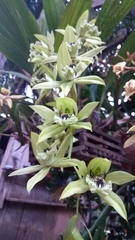 Coelogyne pandurata