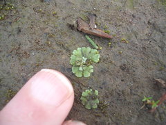 Riccia crystallina