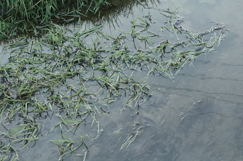 Foto de Capim-arroz