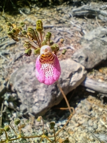Calceolaria cana, photograph 6