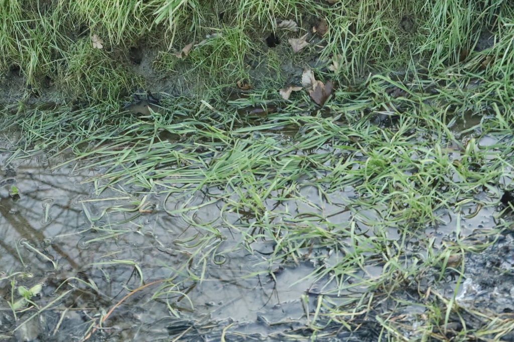 Foto de Capim-arroz