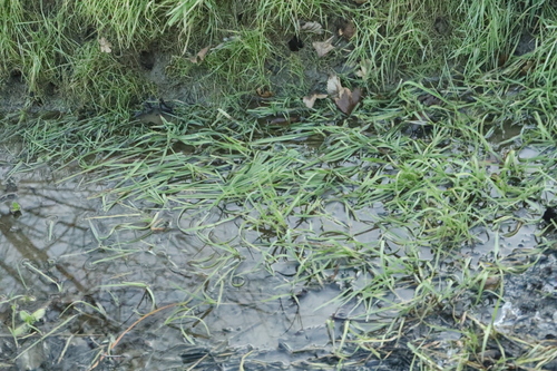 Capim-arroz