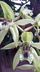 Coelogyne pandurata