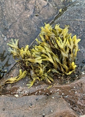 Fucus spiralis