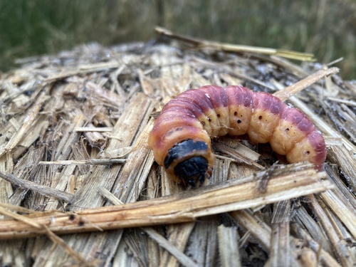 Cossus cossus