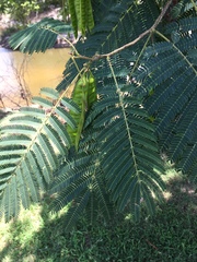 Albizia julibrissin