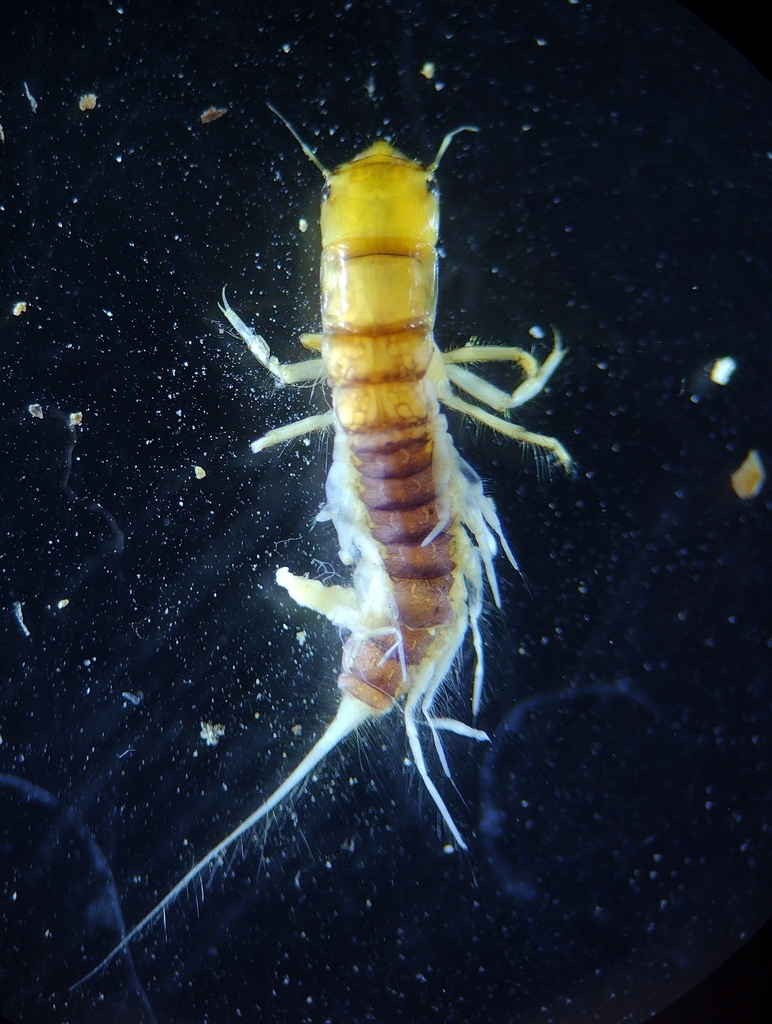 Sialis velata