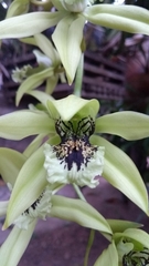 Coelogyne pandurata