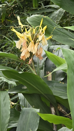 Foto de Gengibre-amarelo