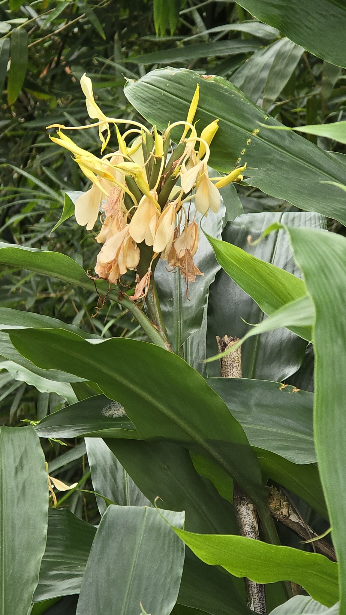 Imagem de Gengibre-amarelo
