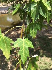 Acer saccharinum