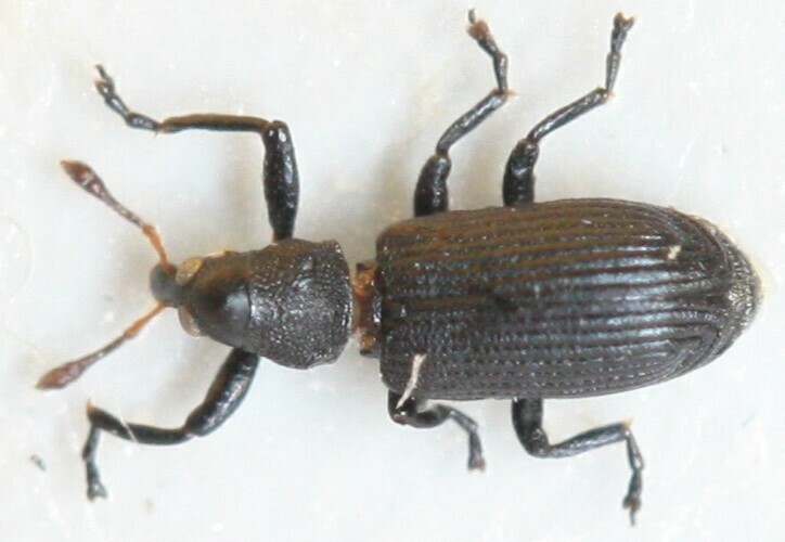 Magdalis Rufa Magdalis ruficornis from Серебряно-Прудский р-н, Московская обл ...
