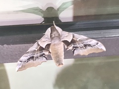 Smerinthinae