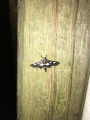 Desmia funeralis