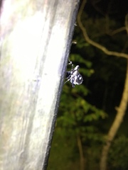 Desmia funeralis