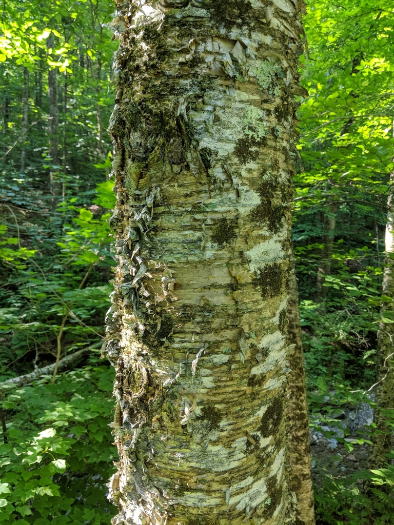 yellow birch (Betula alleghaniensis) - Botanical Realm