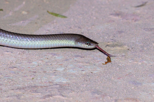 Argentine Pampas Snake