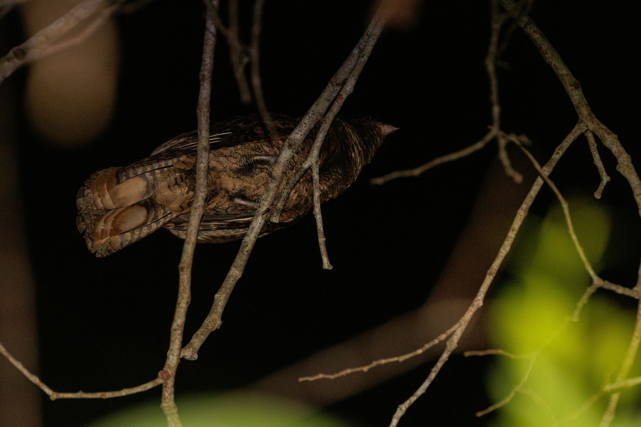 Rufous Nightjar (Antrostomus rufus), photo 3
