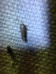 Battaristis vittella