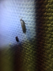 Battaristis vittella