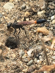 Ammophila azteca