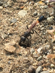 Ammophila azteca
