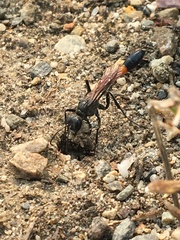 Ammophila azteca