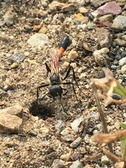 Ammophila azteca