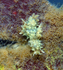 Okenia angelensis
