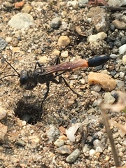 Ammophila azteca