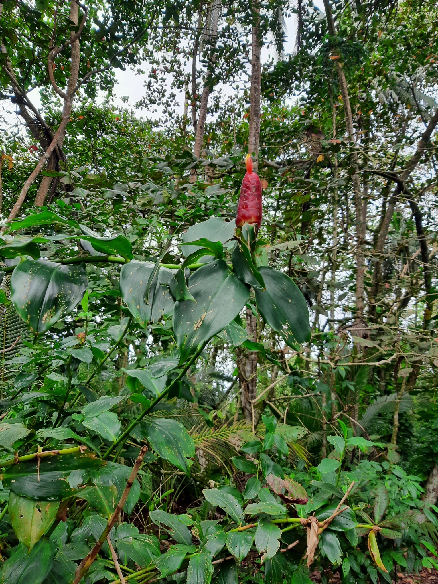 Imagem de Cana-de-macaco