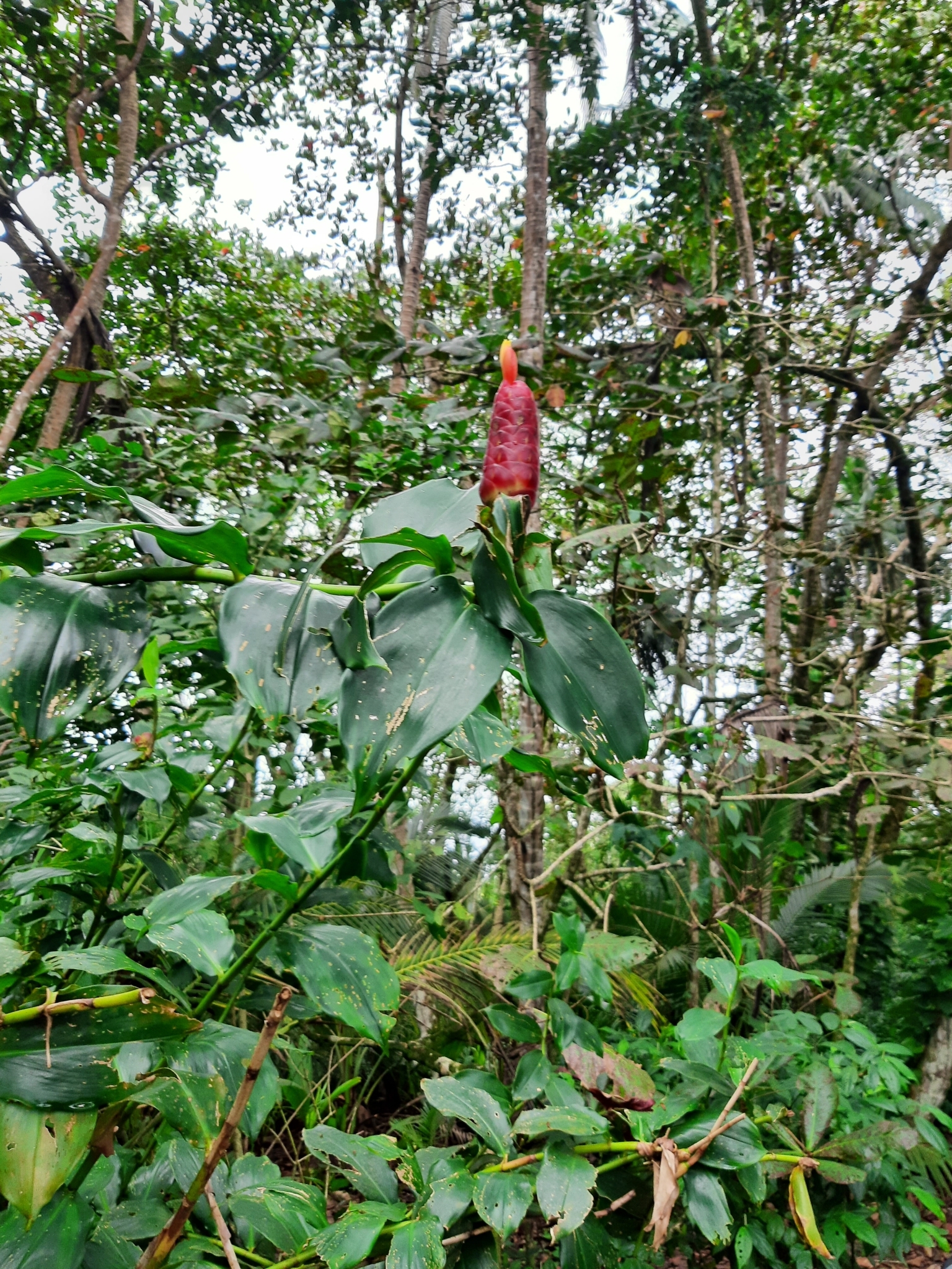 Imagem de Cana-de-macaco