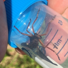 Diogmites platypterus
