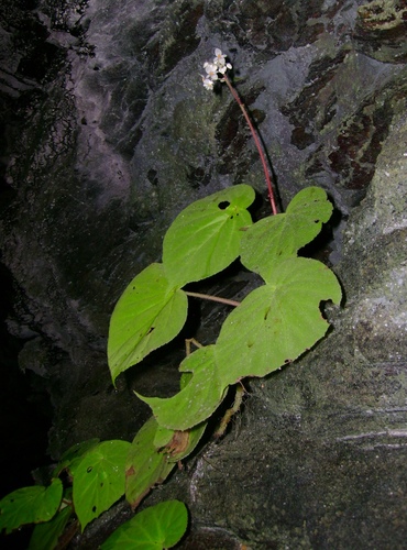Begonia glandulifera