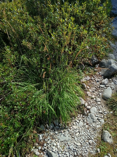 Image of Calamagrostis varia by (c) Vladimír Fuka, some rights reserved (CC BY)
