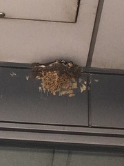 Hirundo rustica