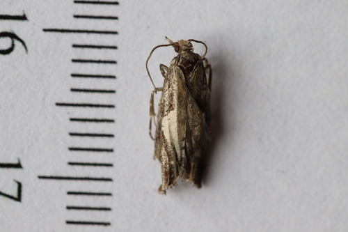 Birch Leafroller Moth photo 5