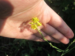 Brassica juncea