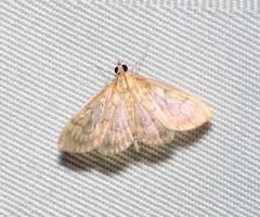 Crocidophora serratissimalis