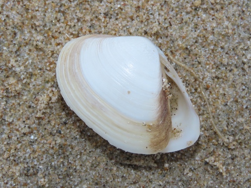Cut Trough Shell, Wassenaar, Nederland, photo 8 of 10