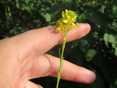 Brassica juncea