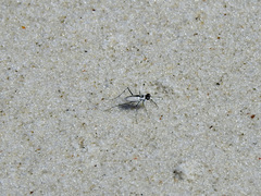 Habroscelimorpha dorsalis saulcyi