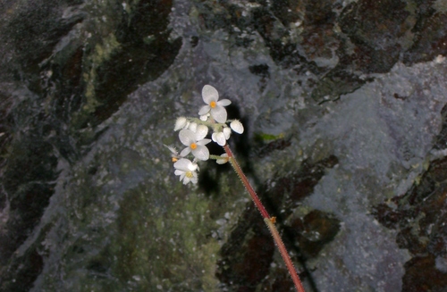 Begonia glandulifera, photograph 1