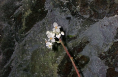 Begonia glandulifera, photograph Paul Prior, CC BY, iNaturalist via GBIF
