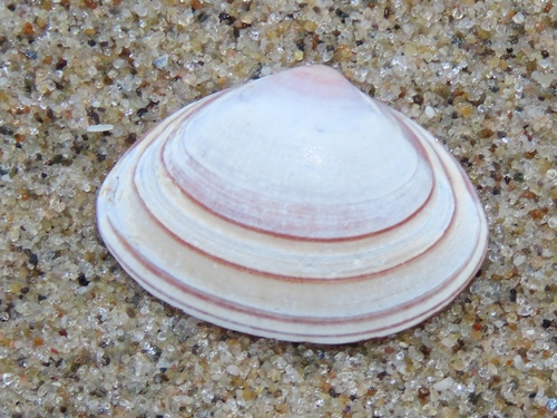 Elliptical Trough Shell, Wassenaar, Nederland, photo 8 of 10