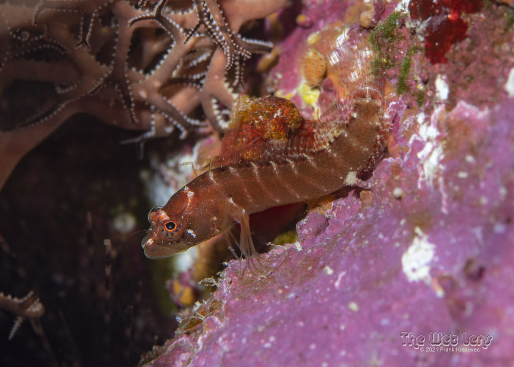 Ring-slijmvis (Starksia hassi) — Labrisomidae